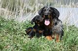 BEAUCERON - ADULTS and PUPPIES 033